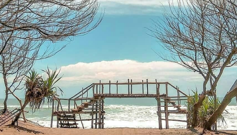 Mengapa Pantai Cemara Sewu Jadi Favorit Wisatawan Cilacap?