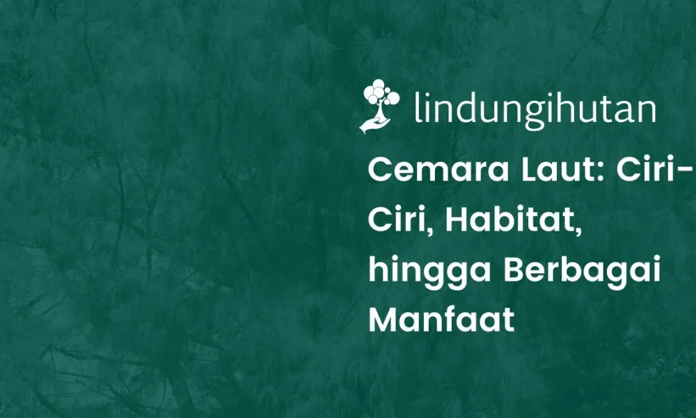 Hutan Cemara Laut: Surga Alam yang Mengajak Anda Bermain di Tepi Pantai
